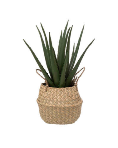 Planta Decorativa Aloe Vera de 37 cm