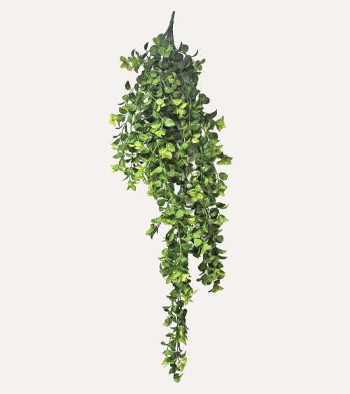 Planta Colgante Álamo