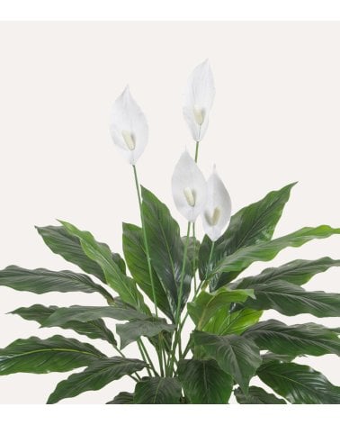 Flores Espatifilio Decorativa con Aspecto Realista