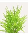 Pino Verde Decorativo en Maceta