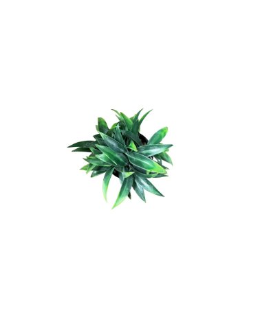 Planta Artificial con Maceta Negra Liam 8 cm-2